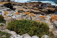 Oncosiphon sabulosus