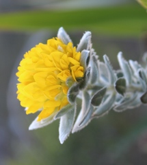 Xiphotheca fruticosa