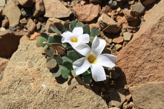 Oxalis annae