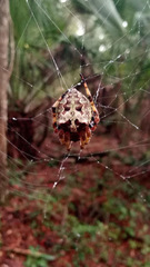 Araneus bicentenarius image