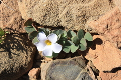Oxalis annae