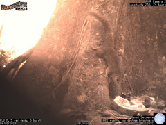 Heliosciurus undulatus