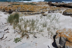 Thinopyrum distichum