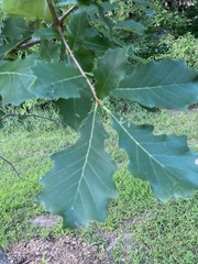 Quercus bicolor
