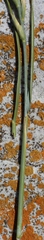 Thinopyrum distichum