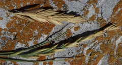 Thinopyrum distichum