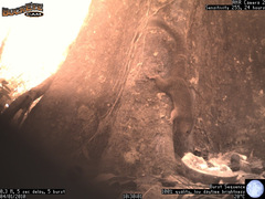 Heliosciurus undulatus