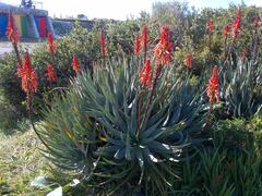Aloe succotrina