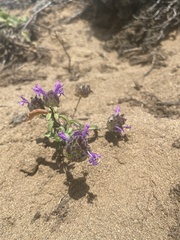 Monardella sinuata nigrescens
