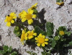 Senecio maritimus