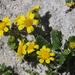 Beach Ragwort - Photo (c) Tony Rebelo, some rights reserved (CC BY-SA), uploaded by Tony Rebelo