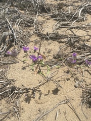 Monardella sinuata nigrescens