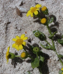 Senecio maritimus