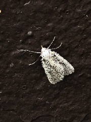 Eucaterva variaria