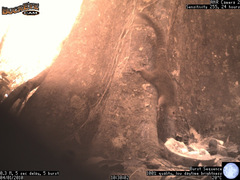 Heliosciurus undulatus