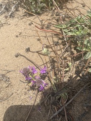 Monardella sinuata nigrescens