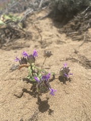 Monardella sinuata nigrescens
