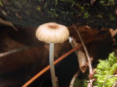 Entoloma watsonii