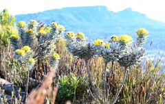 Xiphotheca fruticosa