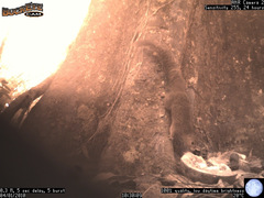 Heliosciurus undulatus