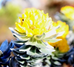 Xiphotheca fruticosa