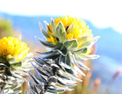 Xiphotheca fruticosa