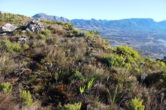 Xiphotheca fruticosa