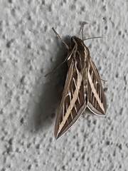 Hyles lineata