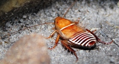 Temnopteryx phalerata