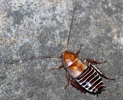 Temnopteryx phalerata
