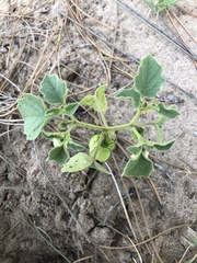 Physalis neomexicana