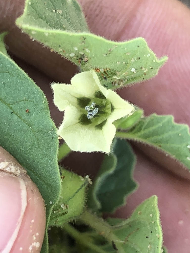 New Mexican groundcherry