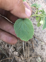 Physalis neomexicana