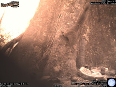 Heliosciurus undulatus