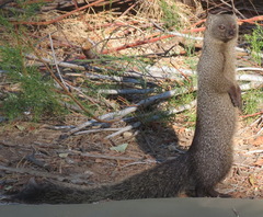 Cape Gray Mongoose photo 3