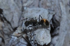 Polyrhachis aurea