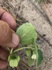Physalis neomexicana