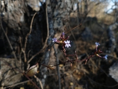 Plumbago caerulea