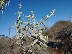 Buddleja cordobensis