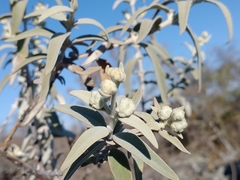 Buddleja cordobensis
