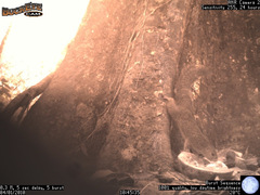 Heliosciurus undulatus