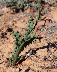 Freesia viridis