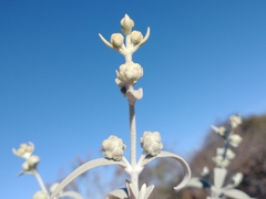 Buddleja cordobensis