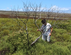 Olea capensis capensis