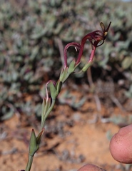 Freesia viridis