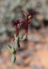 Freesia viridis
