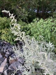 Artemisia ludoviciana