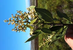 Olea capensis capensis