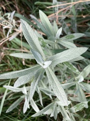 Artemisia ludoviciana