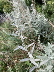 Artemisia ludoviciana